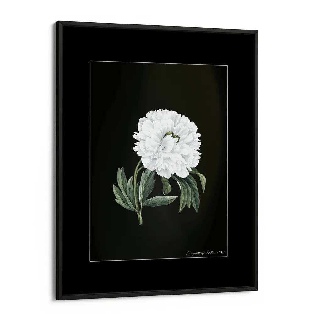 Obsidian Bloom 1