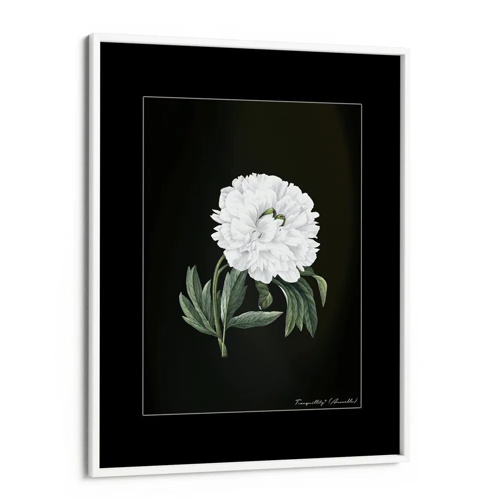 Obsidian Bloom 1