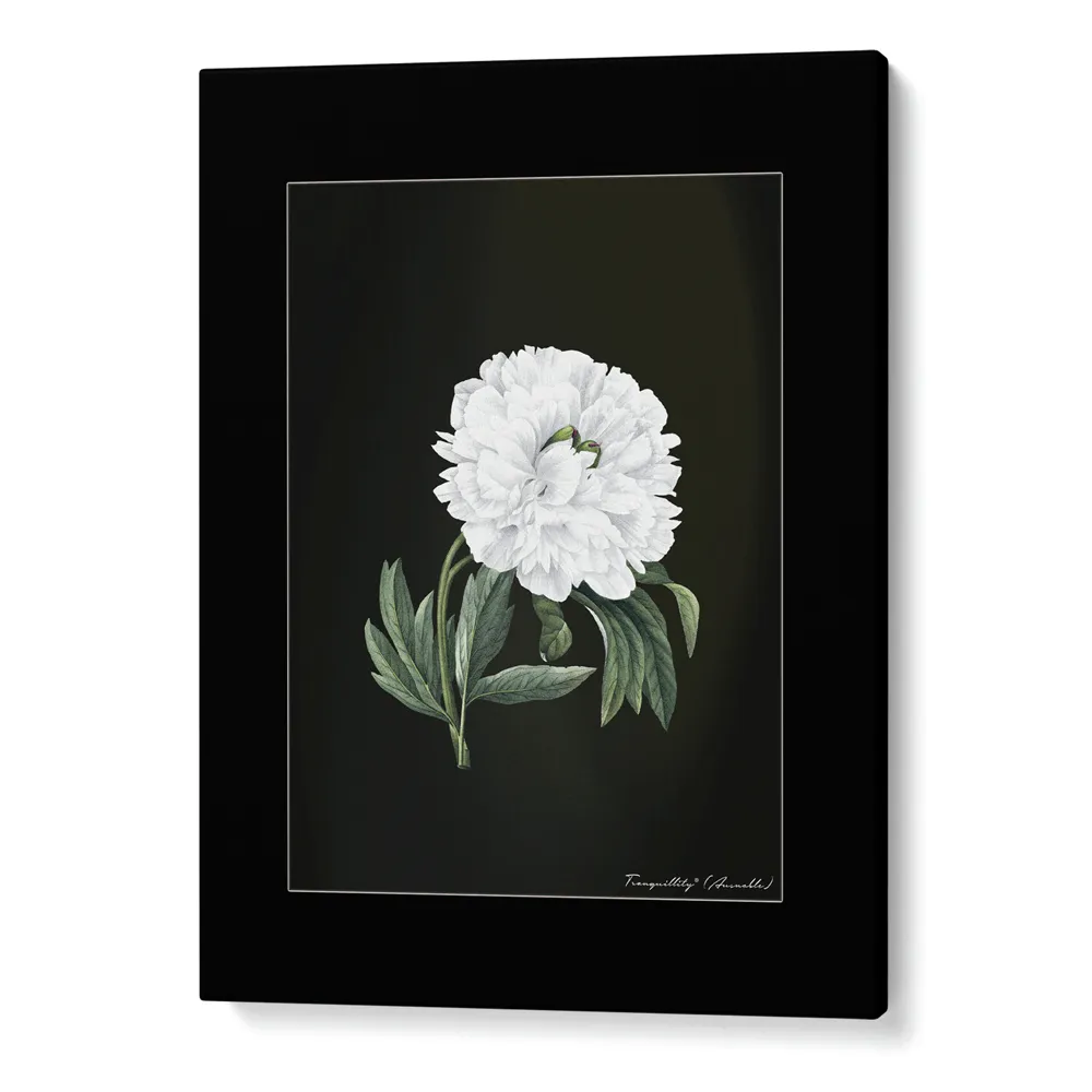 Obsidian Bloom 1