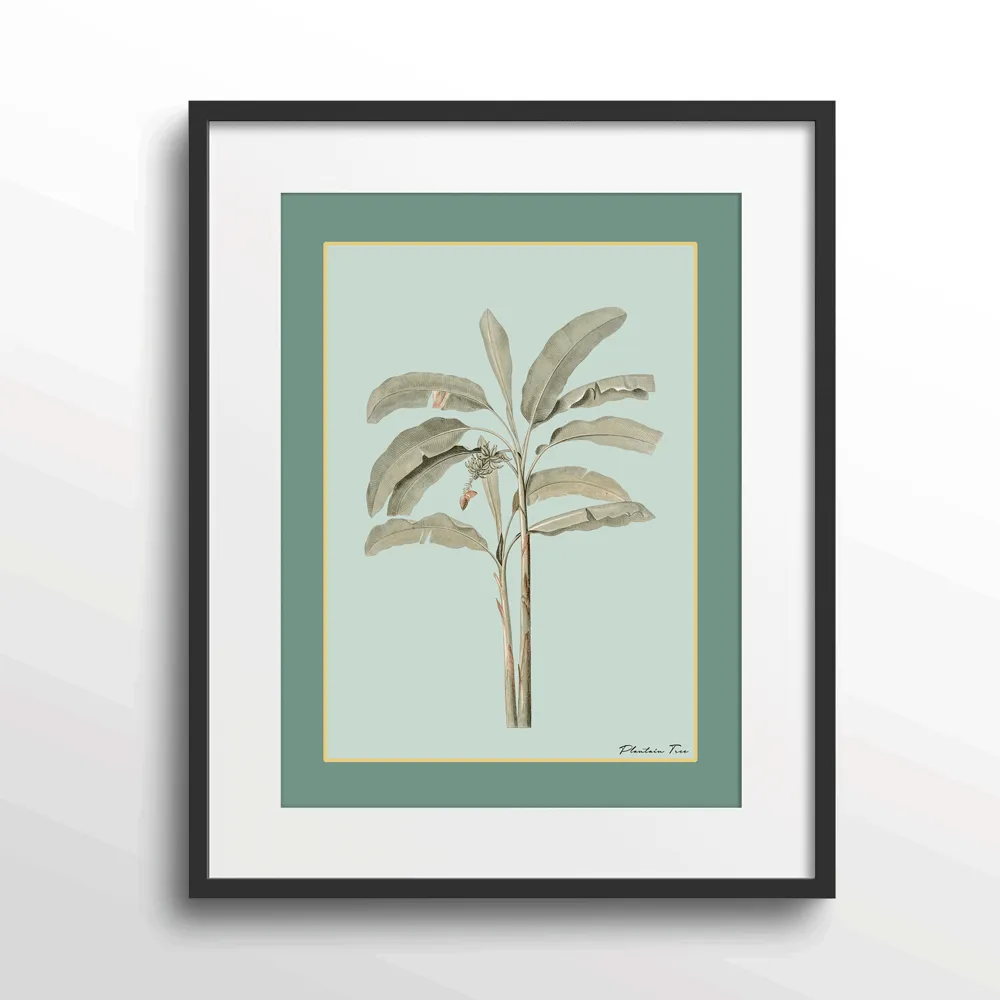 Plantain Tree I - Sage