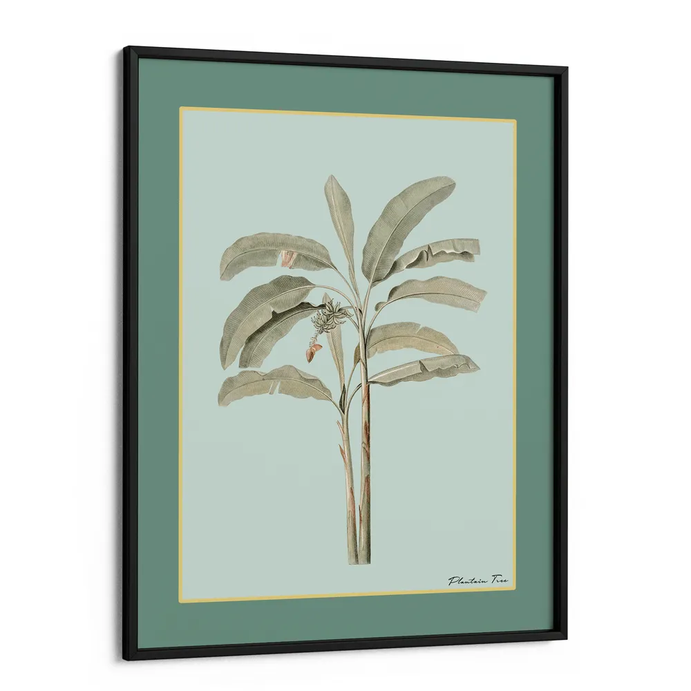 Plantain Tree I - Sage