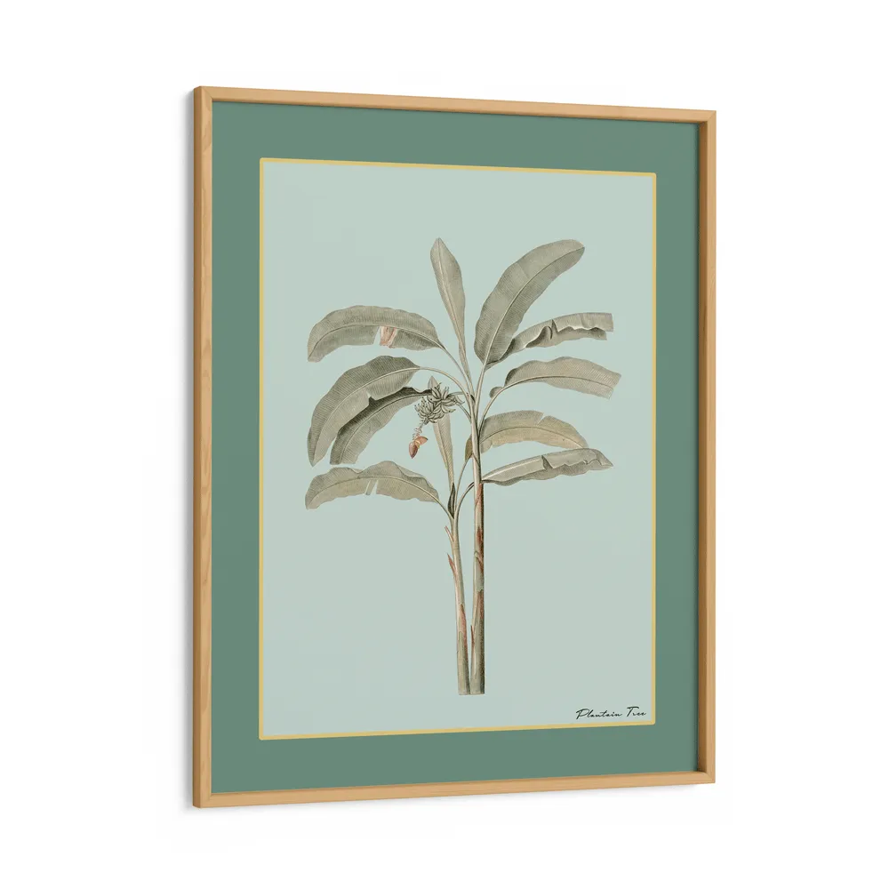 Plantain Tree I - Sage