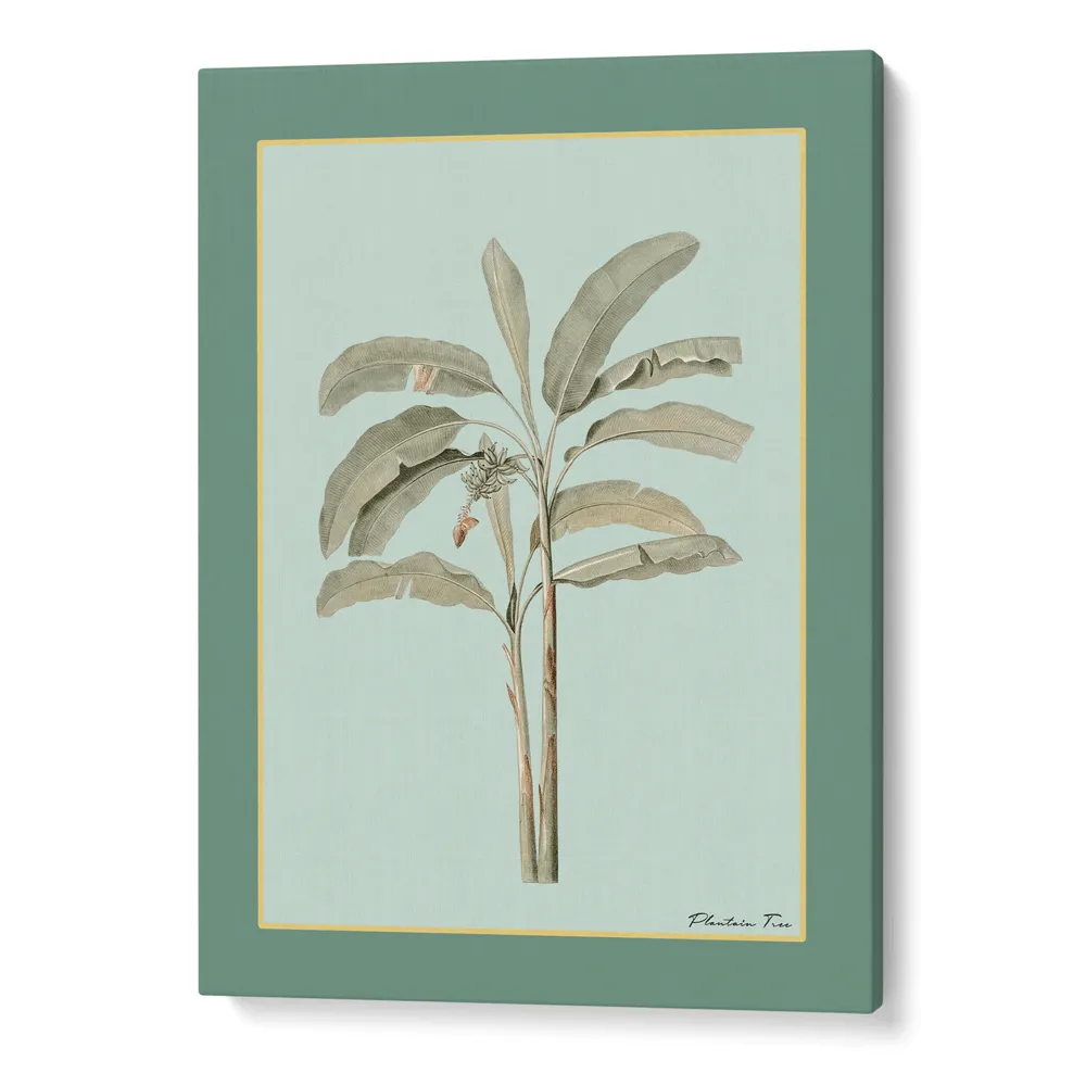 Plantain Tree I - Sage