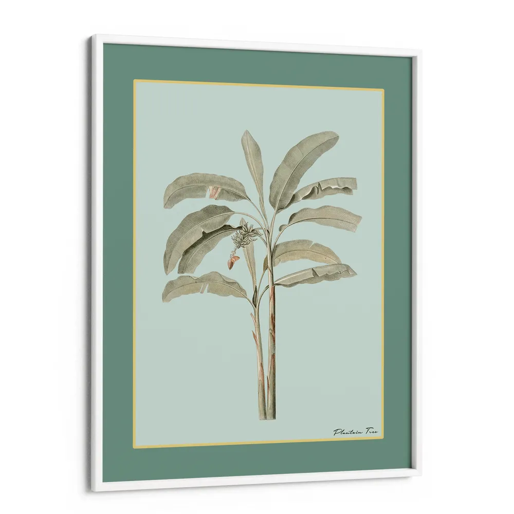 Plantain Tree I - Sage