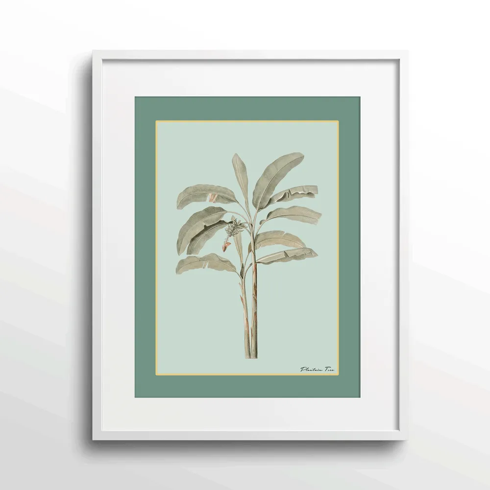 Plantain Tree I - Sage