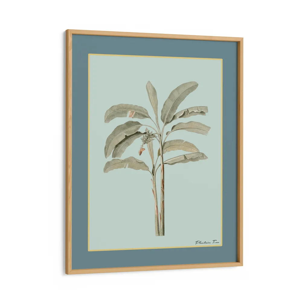Plantain Tree I - Teal