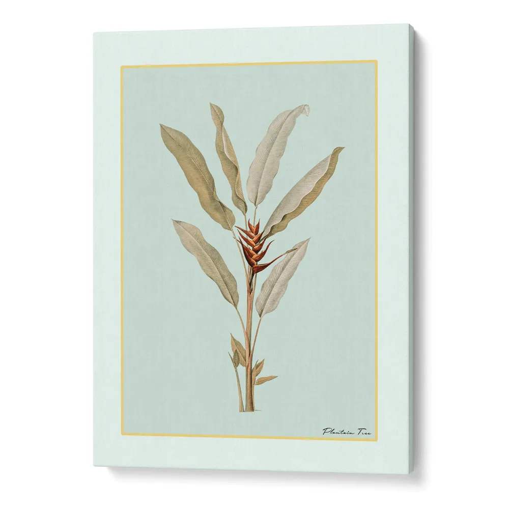 Plantain Tree II - Coast