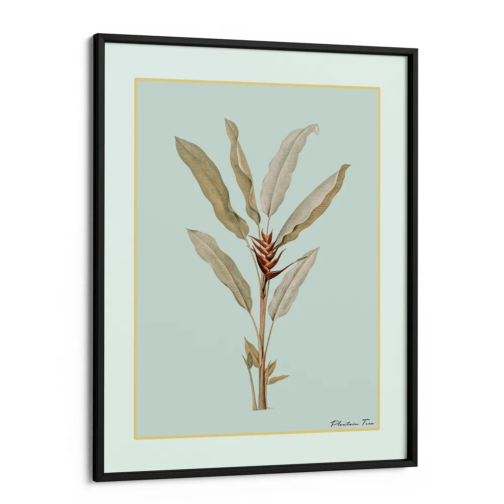 Plantain Tree II - Coast