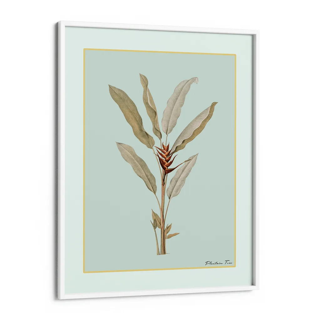 Plantain Tree II - Coast