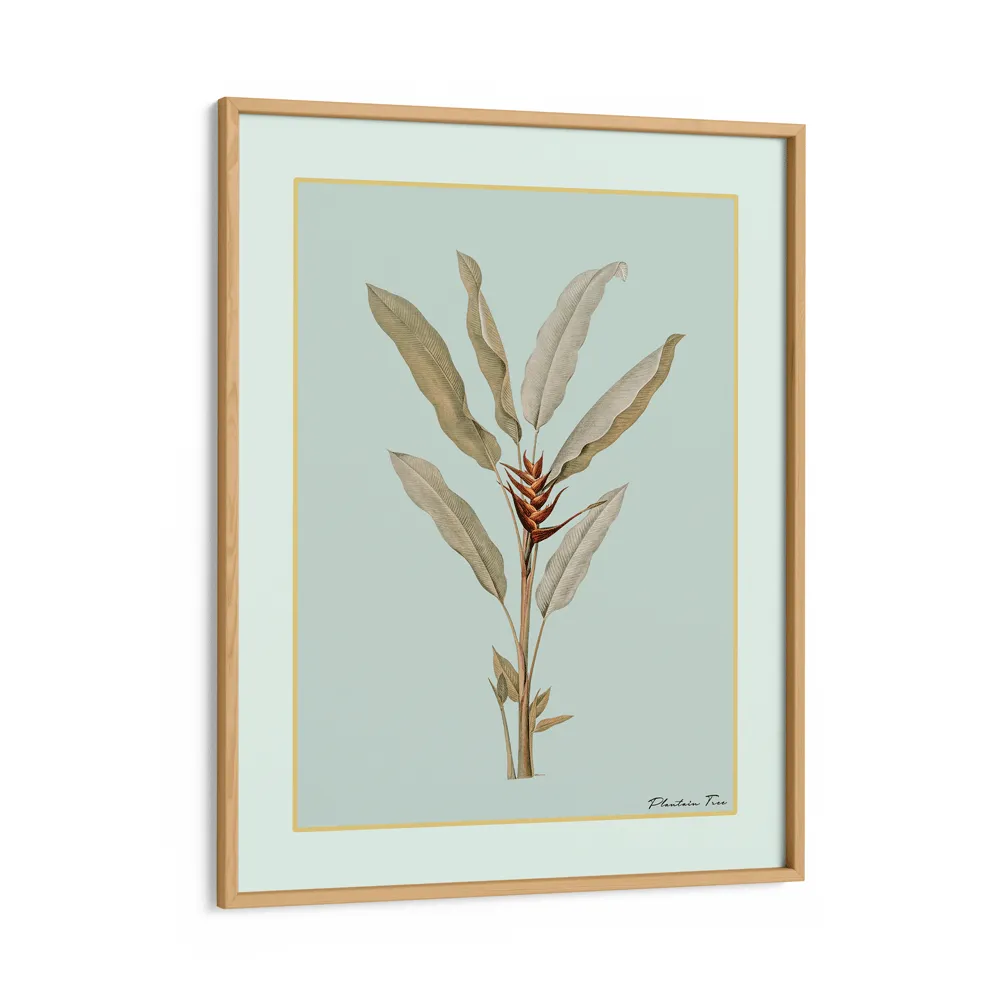 Plantain Tree II - Coast
