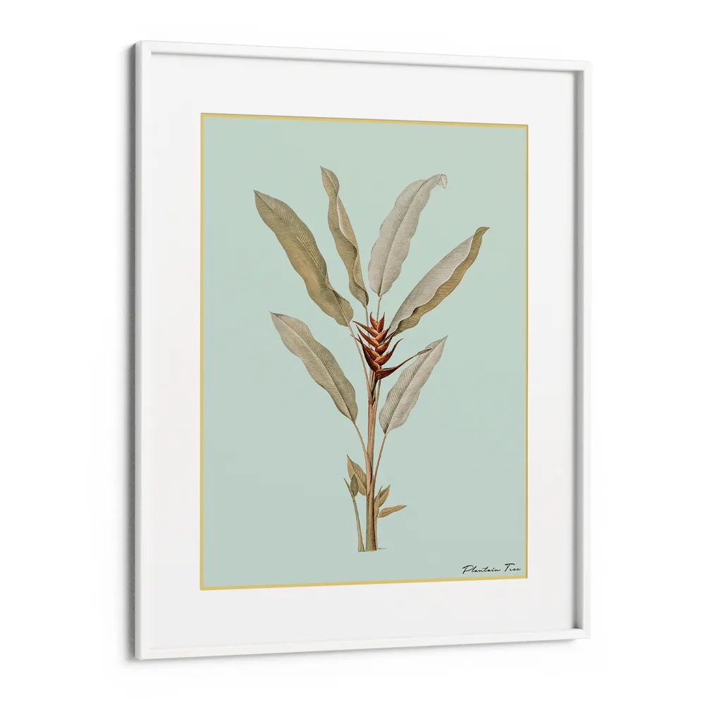 Plantain Tree II - Coast
